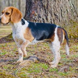 Fable - Beagle