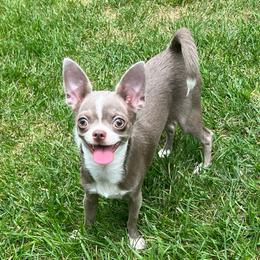 Luna - Chihuahua