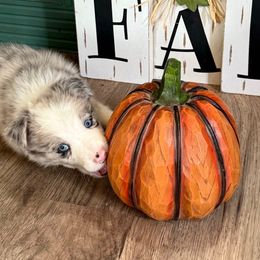 Ben - Slate merle male Border Collie puppy in Guffey, Colorado from Sunset Ridge