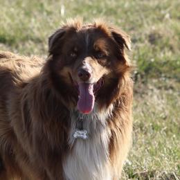 Australian Shepherds from Bruno Farms
