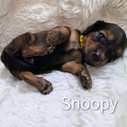Snoopy - Red male Dachshund puppy in Vacaville, California from SchmooterBabies