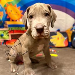 Aster - Silver male Great Dane puppy in Norton, Ohio from Guilty Pleasure Great Danes & Frenchies