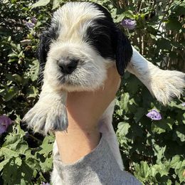 Clark Kent - Black and white male English Springer Spaniel puppy in Huntingdon, Pennsylvania from Indian Creek Springers and Doxies