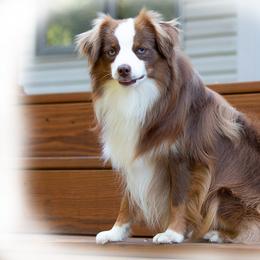 Meeko - Toy Australian Shepherd