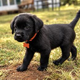 Orange Collar - Black female Labrador Retriever puppy in Charlotte, North Carolina from Patton Premier Labradors