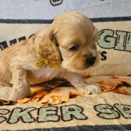 Bingo - Buff female Cocker Spaniel puppy in Bonneville County, Idaho from Dream Catcher Cockers