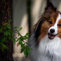 Shetland Sheepdog All Grown Up from Fox Point Farm Toy Shelties