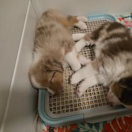 Miniature American Shepherd Puppies from Azure Miniature American Shepherds