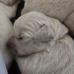 Pink girl - Light golden female Golden Retriever puppy in Pendleton, Indiana from Heartland Creams Golden Retrievers