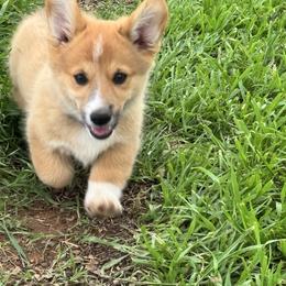 Petunia - Sable female Pembroke Welsh Corgi puppy in Millsap, Texas from Punchy Pembroke Ranch