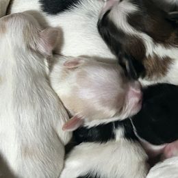 Shih Tzus from Jennifer's Shih Tzu