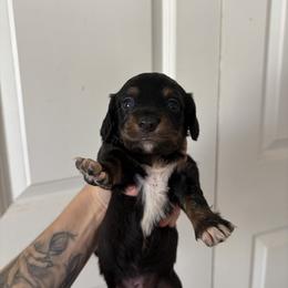 Burt - Black and tan male Dachshund puppy in Conroe, Texas from R&M Dachshunds