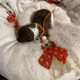 Orange girl. - Piebald female Dachshund puppy in Harriet, Arkansas from B&K Dachshunds