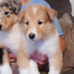 Leo - Sable and white male Collie puppy in Salem, Indiana from Living Blessed Collies
