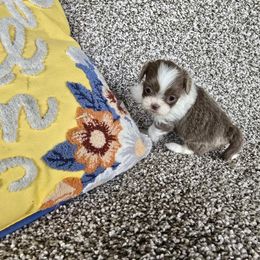 Lavender girl - Silver and white female Shihpoo puppy in Newark, Ohio from Gemini Kennels
