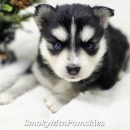 Mary - Black and white female Pomsky puppy in Christiana, Tennessee from Smoky Mountain Pomskies