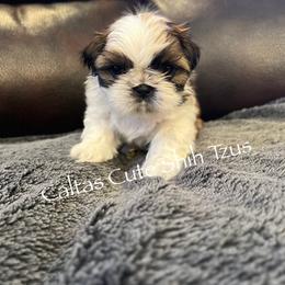 Cole - Red and white male Shih Tzu puppy in Vernon, New Jersey from Calta’s Cute Shih Tzu