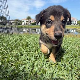 Bluey - Black and tan male Lapponian Herder puppy in Boca Raton, Florida from Frozen Kennel