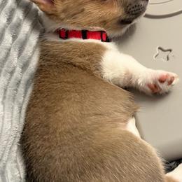BB girl - White and red female Pembroke Welsh Corgi puppy in Dickinson, Texas from Gulf Coast Corgis