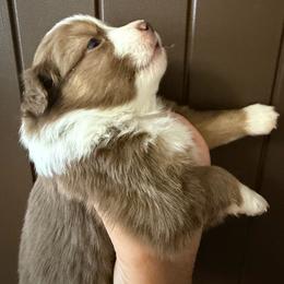 Marcellina - Red tri female Miniature Australian Shepherd puppy in Taylor, Arizona from Holy Ghost Ranch, Inc