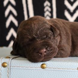 Mishief - Chocolate female Labrador Retriever puppy in Camden, Indiana from Camden's Caring Canines