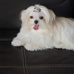 Maltese and Poodles from Maltese & poodle Lovers