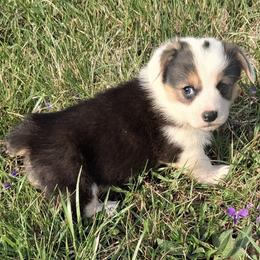 Ollie - Black and tan male Pembroke Welsh Corgi puppy in Hillsville, Virginia from Bonderosa Kennels