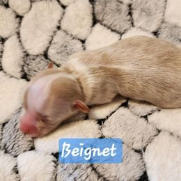 Beignet - Red male Havanese puppy in Spokane, Alabama from Havanese Cuban Cuties