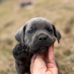 Brown - Gray brindle male Cane Corso puppy in Opelousas, Louisiana from Azelees Cane Corso