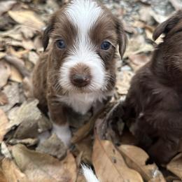 Girl 1 - Brown merle female Aussiedoodle puppy in Hillsboro, Illinois from Perfect Paws Puppies