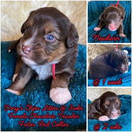 Fritos - female Australian Mountain Doodle puppy in Port Orchard, Washington from Yukon Harbor Doodles
