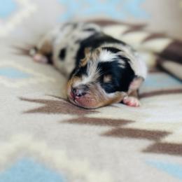 Boy 4 - Blue merle male Australian Shepherd puppy in Oklahoma from DRB Dachshunds
