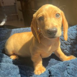 Slinky - Red male Dachshund puppy in Buckeye, Arizona from AZ Dachshund Proud