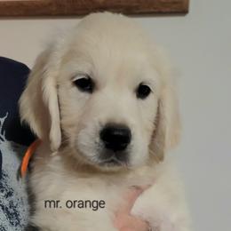 Mr. Orange - Light golden male Golden Retriever puppy in Campton, Kentucky from ElkRidge Goldens