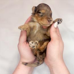 Edna - Red merle female Aussiedoodle puppy in Orleans, Indiana from Mae Blossom Puppies