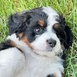 Bernedoodles and Bernese Mountain Dogs from Smokehouse Puppies