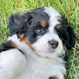 Bernedoodles and Bernese Mountain Dogs from Smokehouse Puppies
