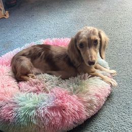 SCARLETT - Dachshund