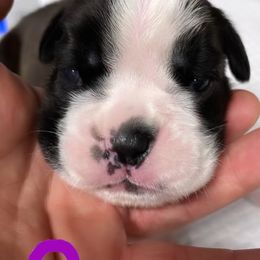 Boxer Puppies from Supreme Euro Boxers