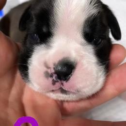 Boxer Puppies from Supreme Euro Boxers