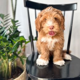Love - Caramel red Australian Labradoodle puppy in Palmdale, California from Doodles_Ko
