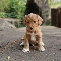 Kit - Apricot male Australian Labradoodle puppy in Harrisonburg, Virginia from Crown Doodles