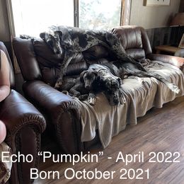 German Shorthaired Pointer All Grown Up from Tricia's GSPs