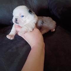 Blue Merle girl  SWEETHEART - Brindle female Pug puppy in Fall Creek, Wisconsin from Heartville Pugs