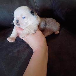 Blue Merle girl  SWEETHEART - Brindle female Pug puppy in Fall Creek, Wisconsin from Heartville Pugs