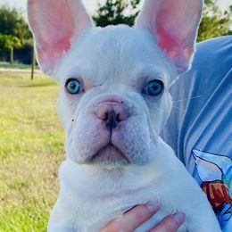 Nacho - White French Bulldog puppy in Cape Coral, Florida from Happy French Bulldogs