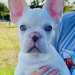 Nacho - White French Bulldog puppy in Cape Coral, Florida from Happy French Bulldogs