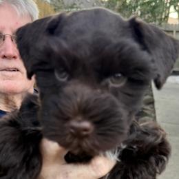 Miniature Schnauzers from Melissa Knight