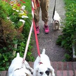 Poodles from Zisk Poodles
