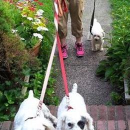 Poodles from Zisk Poodles